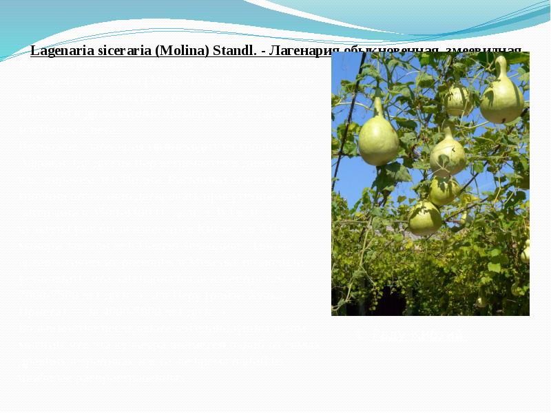 Lagenaria&nbsp;siceraria&nbsp;(Molina) Standl.&nbsp;- Лагенария обыкновенная, змеевидная