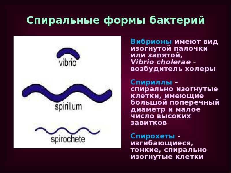 микроорганизм имеющий форму короткой изогнутой запятой. микроорганизм имеющий форму короткой изогнутой запятой. формы бактерий и их названия. микроорганизм имеющий форму короткой изогнутой запятой. вибрионы и спириллы.