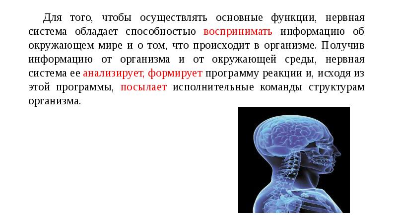 Презентация нервная система человека 3 класс