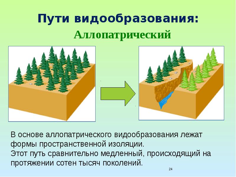 Схема аллопатрического видообразования