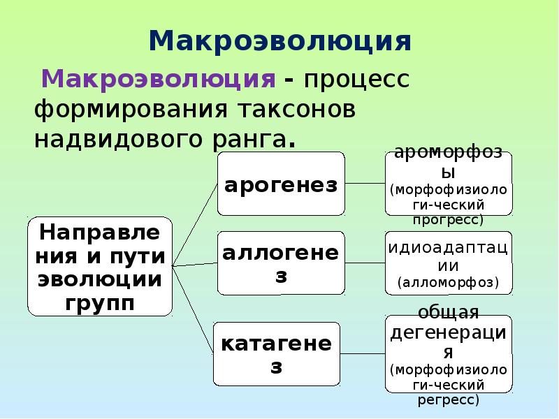 Макроэволюция ведет к образованию новых видов