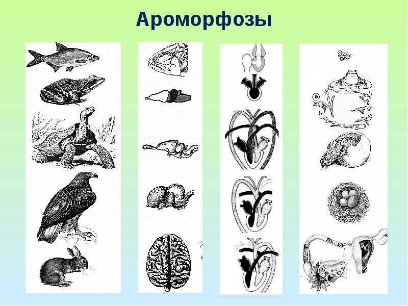 Ароморфозы млекопитающих презентация