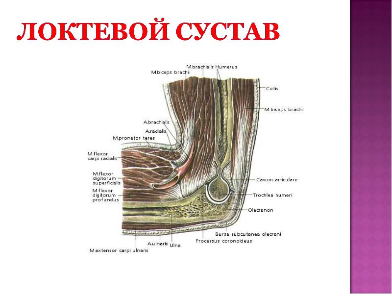 Ограничение движения в локтевом суставе. Ограничение движения в локтевом суставе