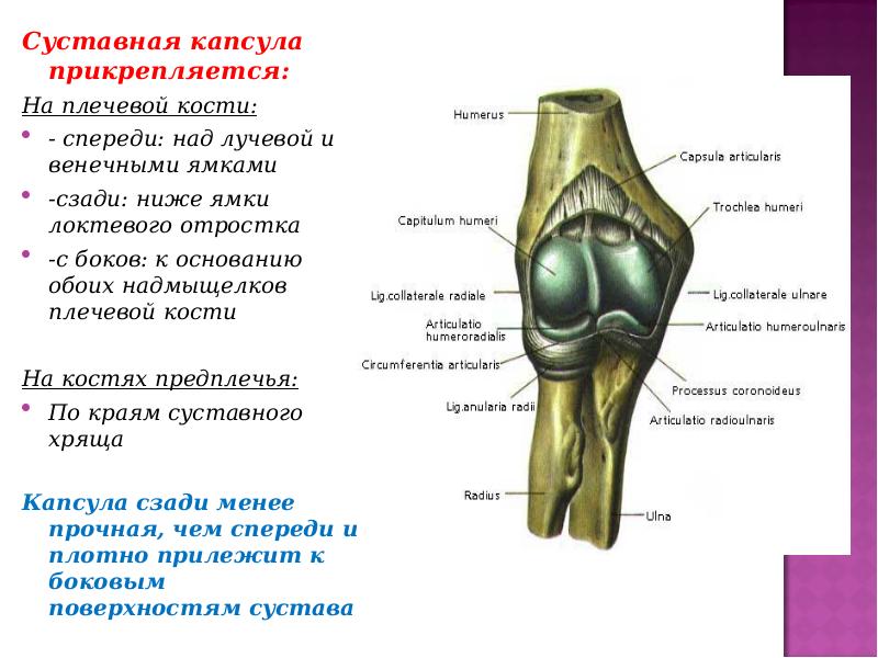 Хирургическая анатомия суставов. Связки локтевого сустава анатомия. Суставная капсула локтевого сустава.