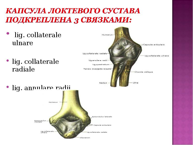 Хирургическая анатомия суставов