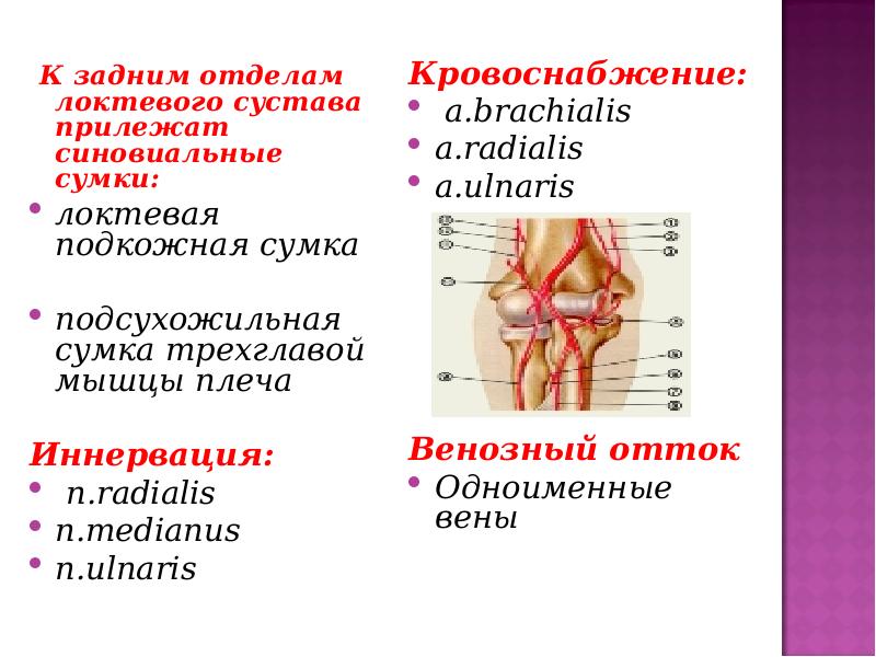 Схема кровоснабжения локтевого сустава