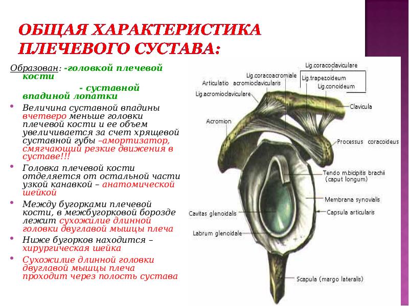 Плечевой сустав характеристика по плану