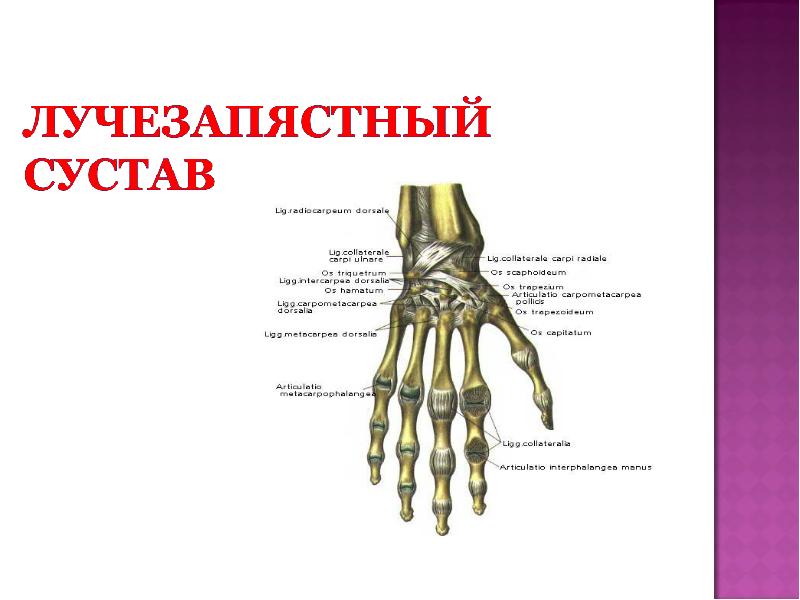Запястье где находится у человека на руке. Связки лучезапястного сустава анатомия. Лучезапястный сустав анатомия строение. Запястно-пястный сустав связки. Хирургическая анатомия лучезапястного сустава.