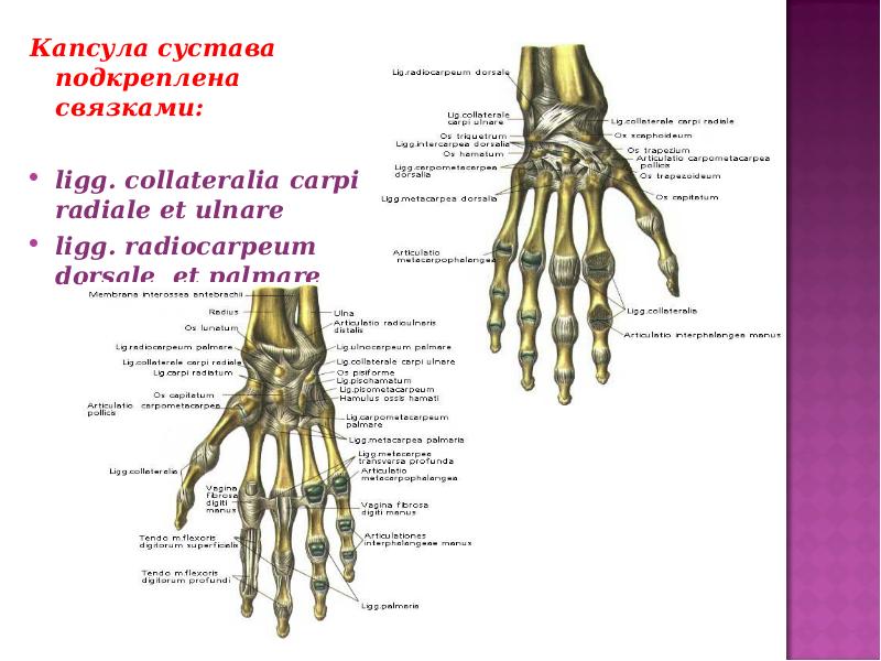 Хирургическая анатомия суставов. Суставы презентация 8 класс. Радио ульнарное сочленение анатомия. Шопаров сустав анатомия.