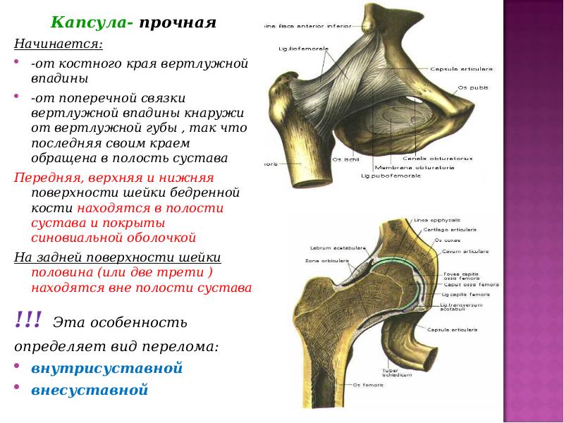 Хирургическая анатомия суставов