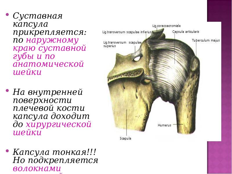 Плечевая суставная губа