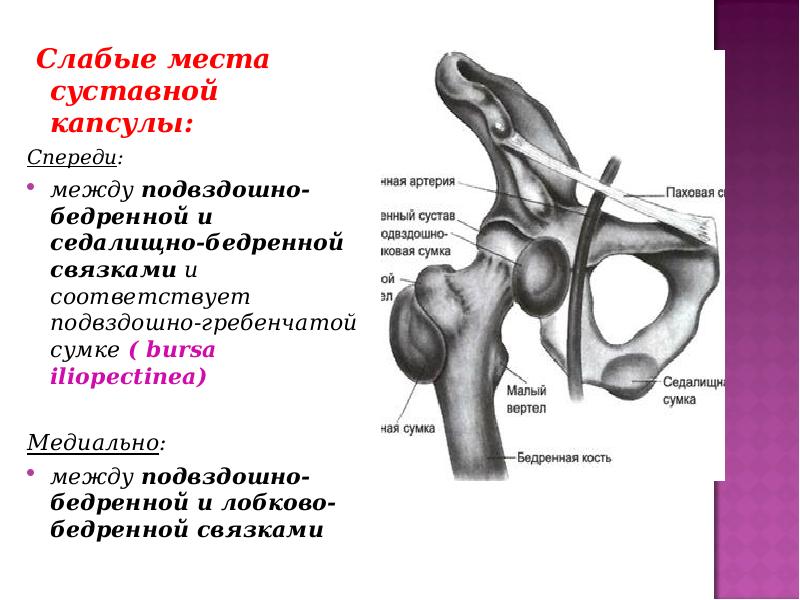 Анатомия тазобедренного сустава человека схема расположения