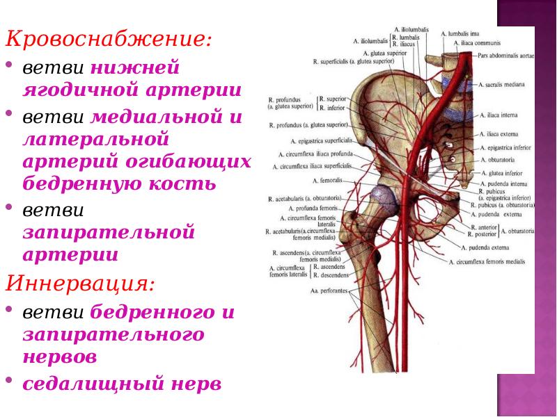 Правая подвздошная артерия. Тазобедренный сустав кровоснабжение и иннервация. Строение тазобедренного сустава топографическая анатомия. Артериальные коллатерали тазобедренного сустава. Анатомия тазобедренного сустава сосуды и нервы.