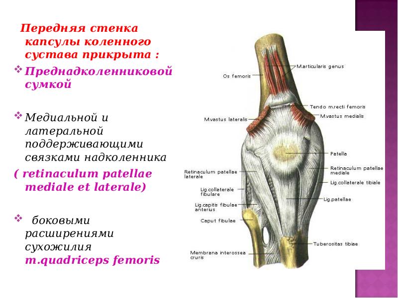 Схема строения сустава