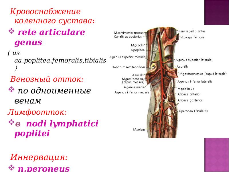 Кровоснабжение коленного сустава схема