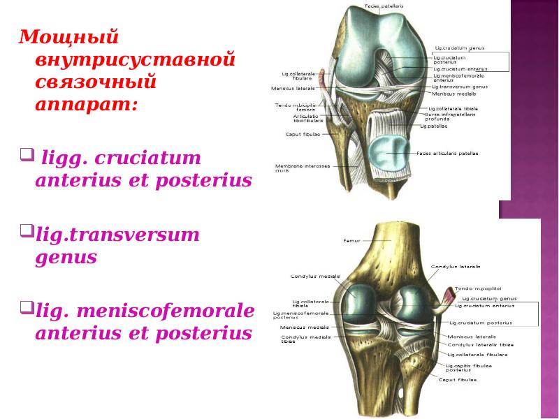 Хирургическая анатомия суставов. Капсула коленного сустава анатомия. Хирургическая анатомия коленного сустава. Анатомия коленного сустава презентация. Коленный сустав анатомия человека презентация.