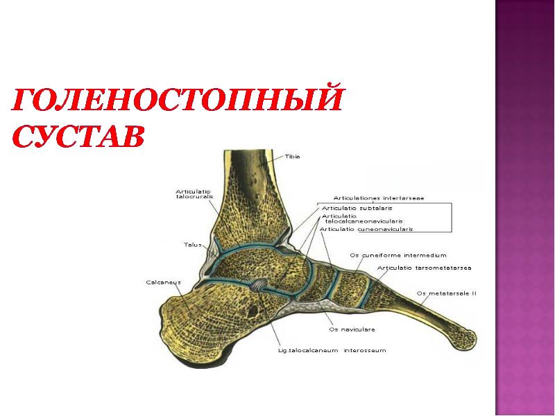Голеностопный сустав образован костями. Суставная сумка голеностопного сустава. Кости голеностопного сустава анатомия. Голеностопный сустав сустав строение. Синовиальные сумки голеностопного сустава анатомия.
