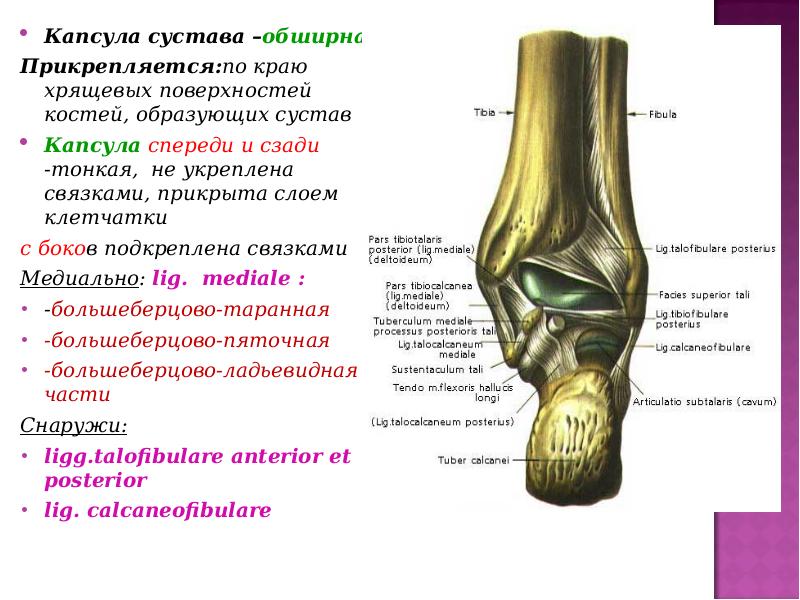 Основные элементы сустава