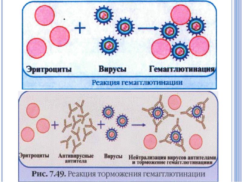 12 методов в картинках иммунологические технологии