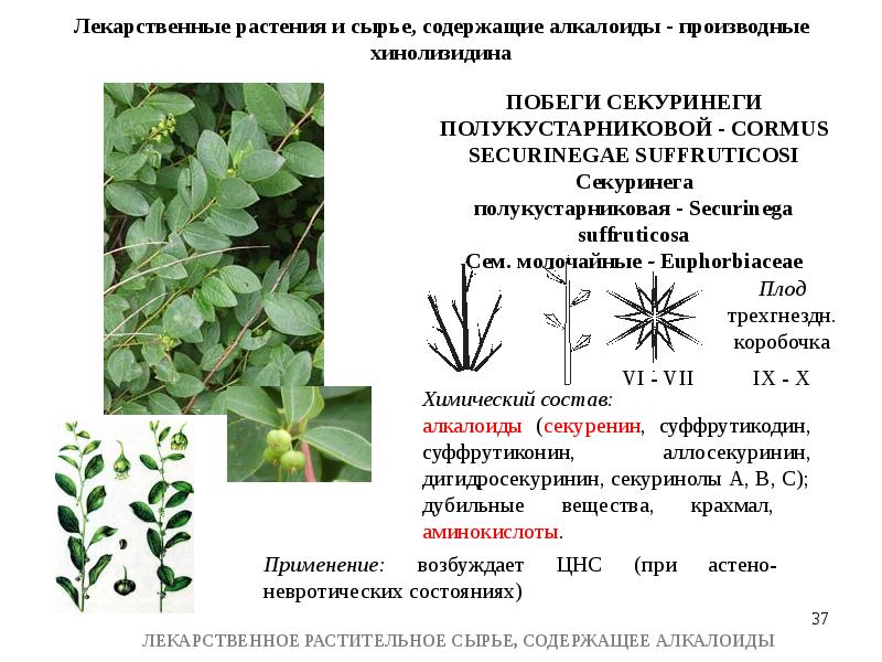 Лрс содержащие алкалоиды презентация