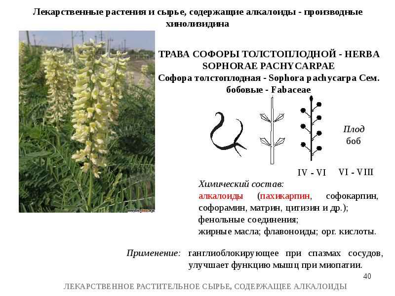 Презентация по теме алкалоиды