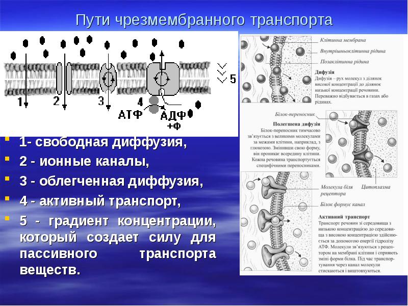 Мембранный транспорт активный и пассивный. Мембранный транспорт активный и пассивный. Активный и пассивный транспорт физиология. Активный и пассивный транспорт физиология. Активный и пассивный транспорт физиология.