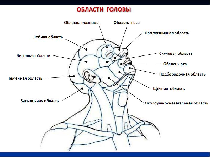 Части головы как называются картинки