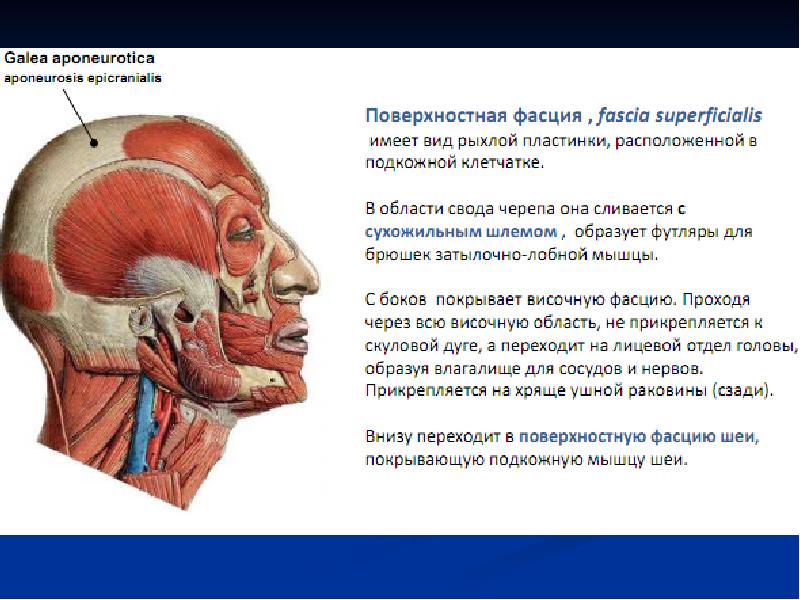 Структура шеи человека фото с описанием