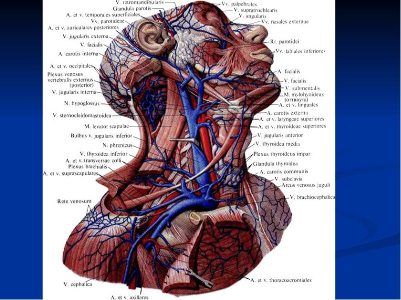 Структура шеи человека фото с описанием