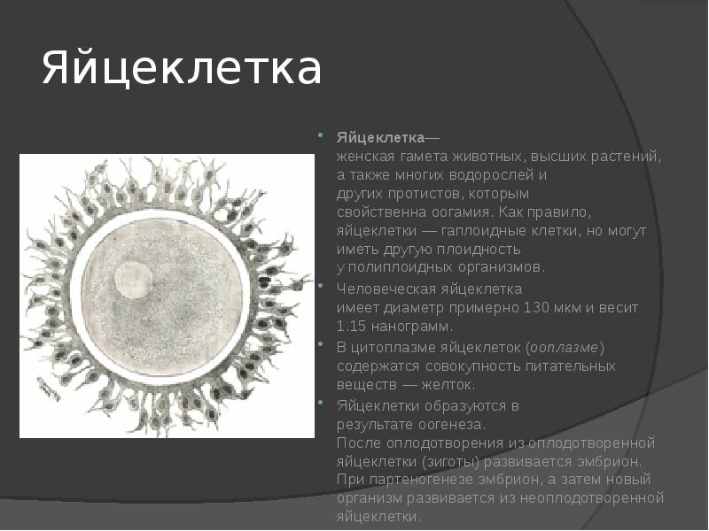 Стадии развития фолликула у животных. Функции оболочек яйцеклетки. Строение половых клеток. Строение яйцеклетки млекопит. Яйцеклетка у животных образуется в.