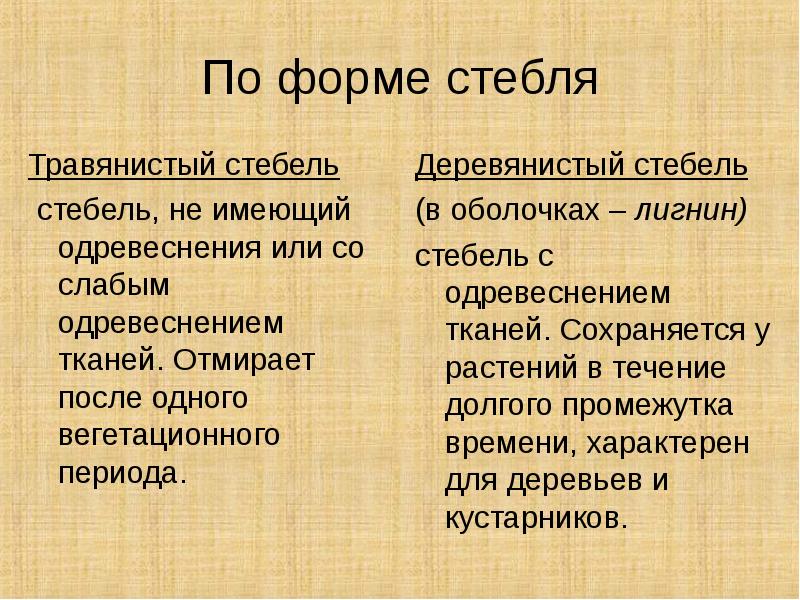 Стебель его строение и значение. (6 класс) - презентация онлайн