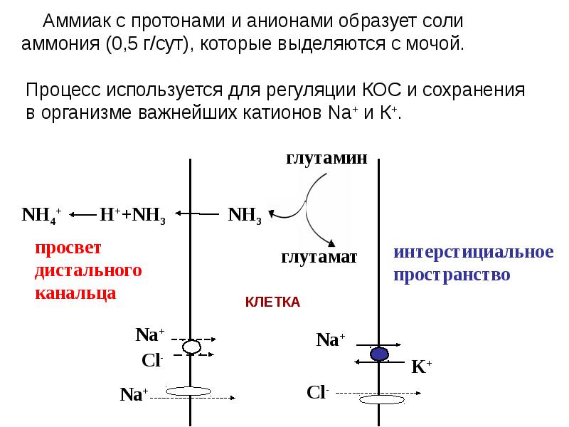 Клиническая биохимия почек презентация