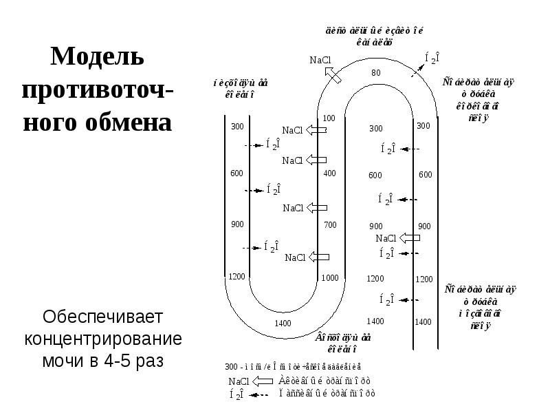 Клиническая биохимия почек презентация