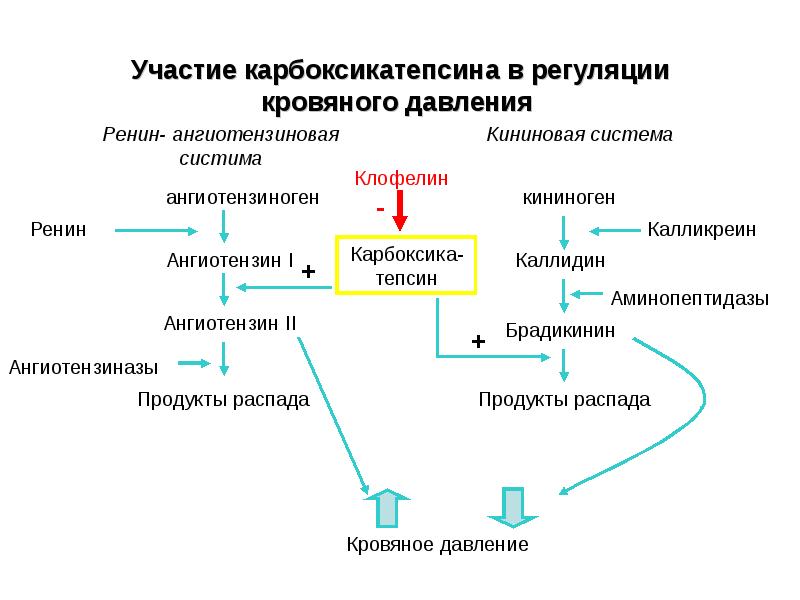 Схема раас биохимия