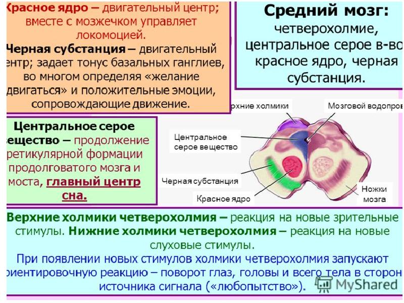 Главным компонентом ядра являются