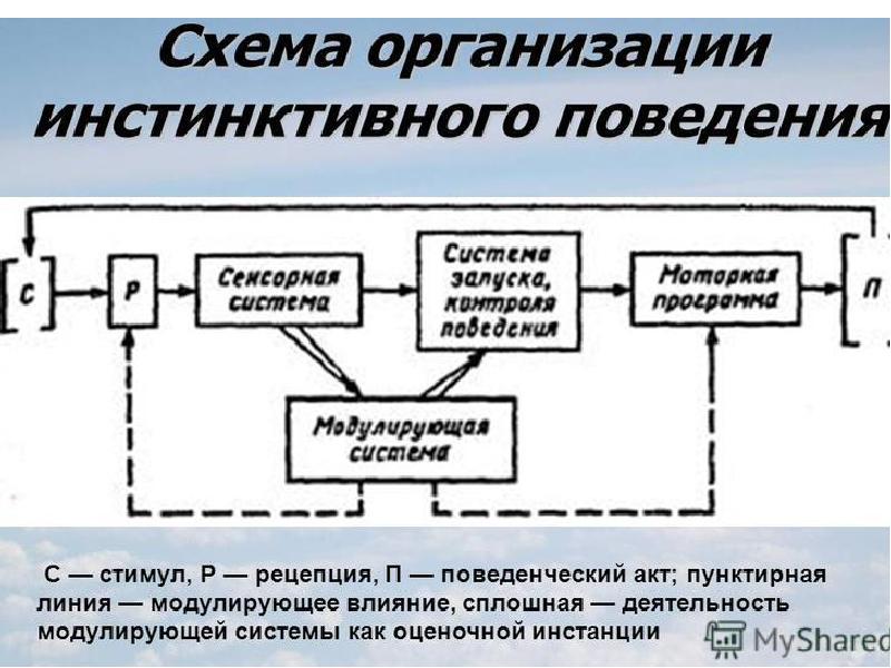 Организационное поведение это в менеджменте. Основные принципы и нормы этикета. Схема функциональной системы поведения. Предмет организационного поведения. Общие нормы поведения.