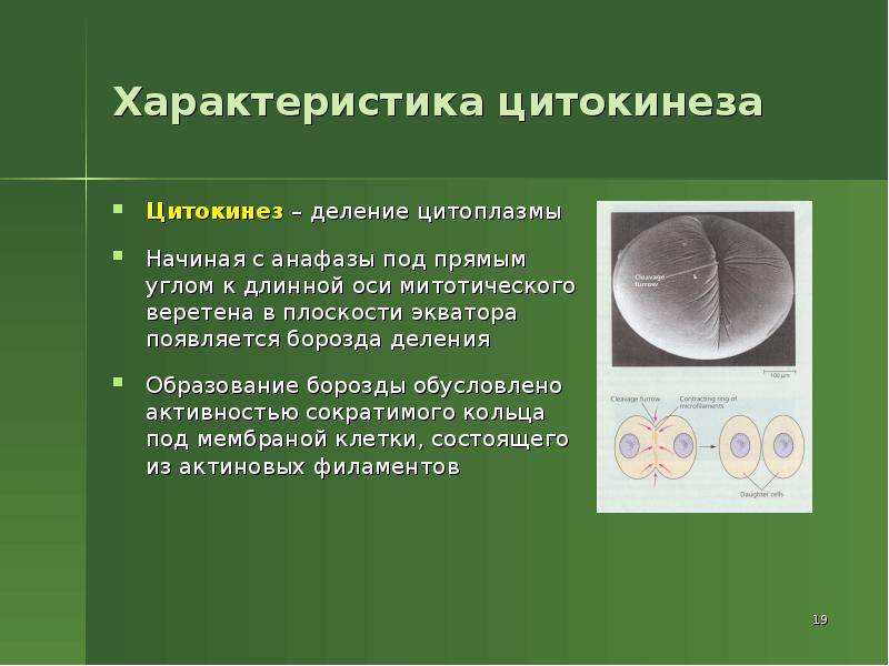 Образование деление. Деление цитоплазмы митоз. Цитокинез – деление цитоплазмы происходит в:. Деление цитоплазмы в процессе митоза. Цитокинез это в биологии.