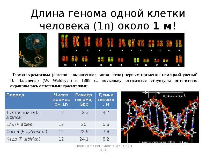 Проект геном человека реферат