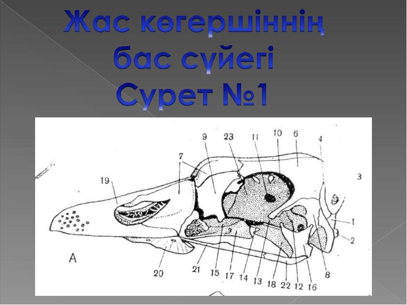 Құстардың көбеюі мен дамуы презентация