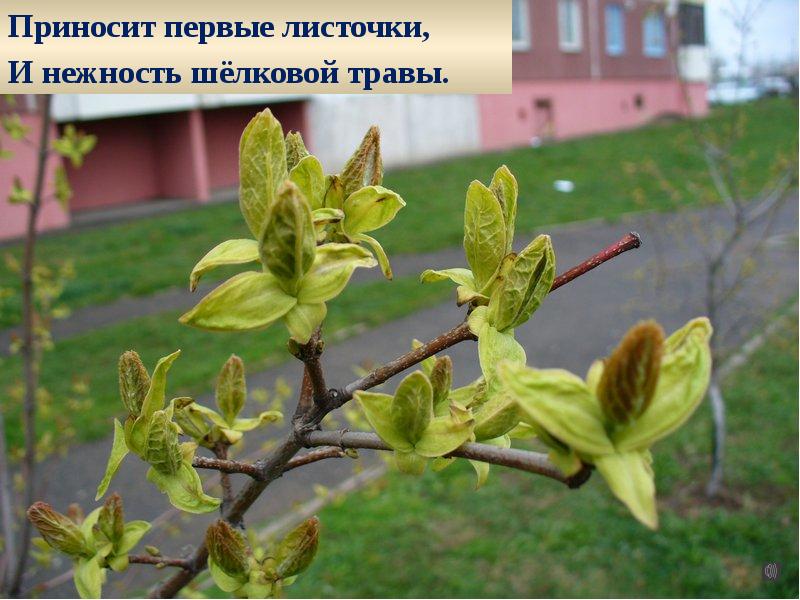 Принеси листочки. Принеси листик. как принести листочки.