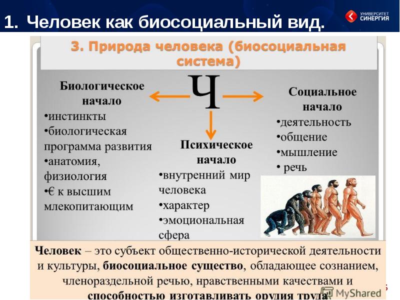 Человек как биосоциальное существо. Биосоциальная природа человека план. Биосоциальная природа человека. «Природа человека». Человек это биосоциальное существо обладающее. Биосоциальная природа человека философия.