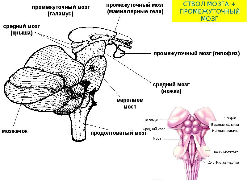 Продолговатый мозг на рисунке