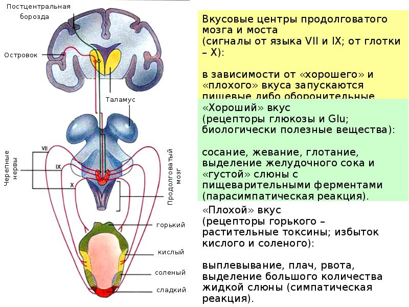 Нервные продолговатого мозга