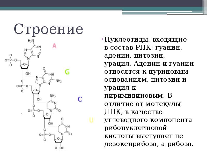 Состав нуклеотида рнк. Строение нуклеотида РНК. Формула нуклеотида РНК. Нуклеотида дезоксирибонуклеиновой кислоты формула.