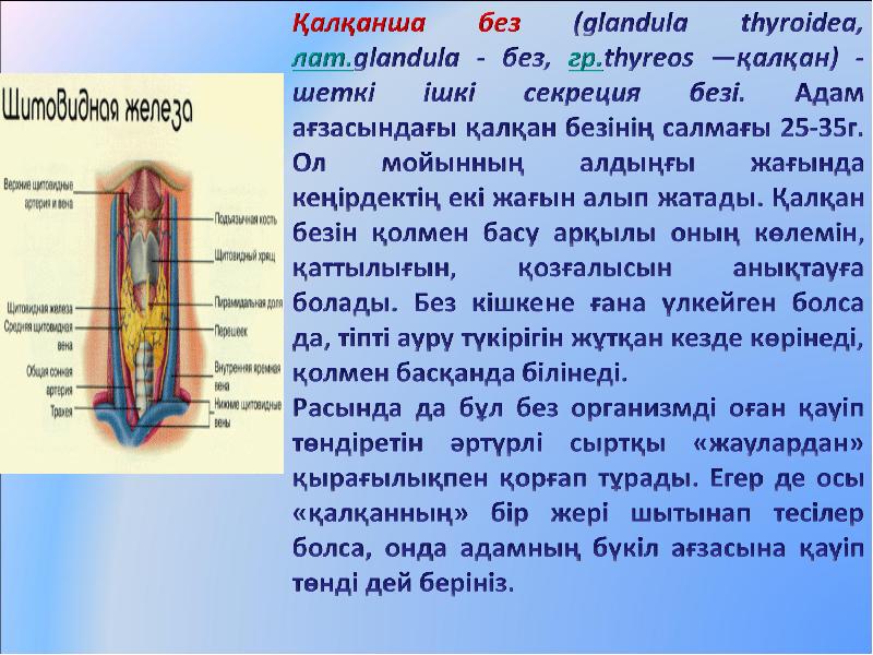 Қалқанша безі обыры презентация