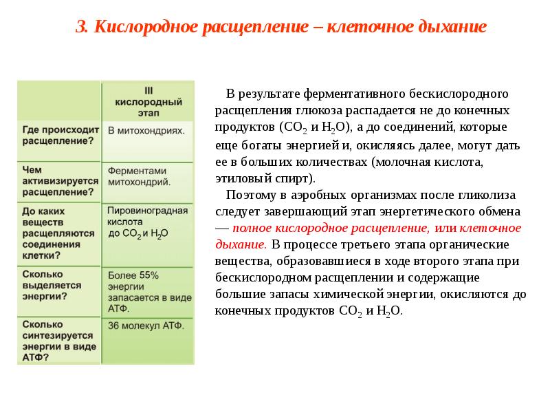 Энергетический обмен в клетке презентация