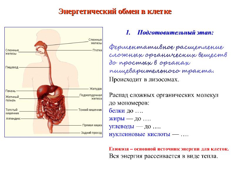 Презентация энергетический обмен в клетке 10 класс