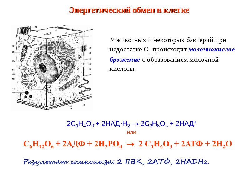 Презентация энергетический обмен в клетке 10 класс