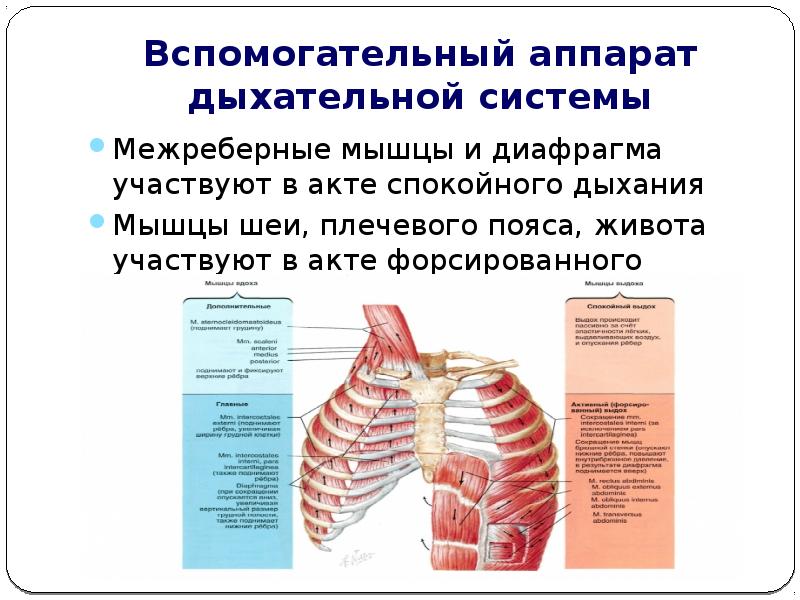 Сокращение межреберных мышц