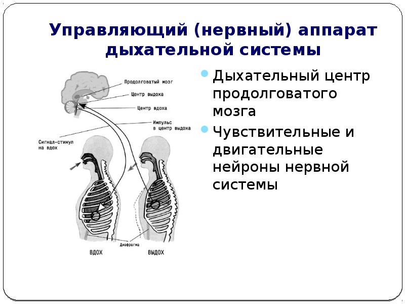 Дыхание контролируется